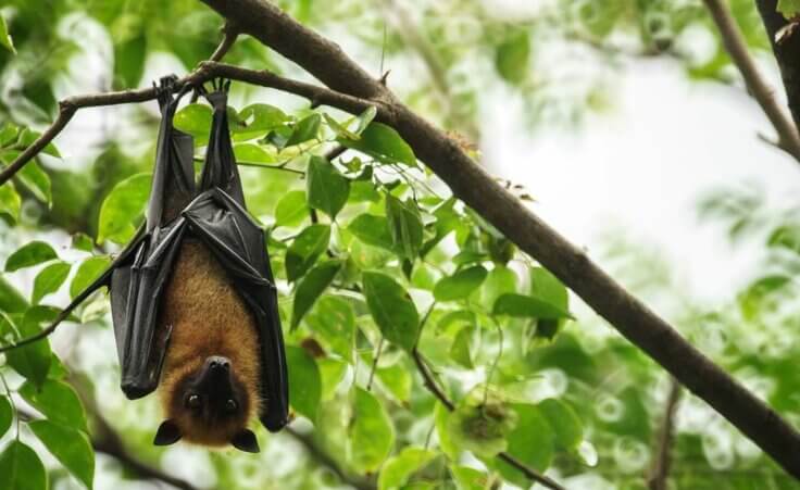 A fruit bat hangs upside down from a tree branch. Such bats can transmit the Marburg virus. © By arrowsmith2/stock.adobe.com