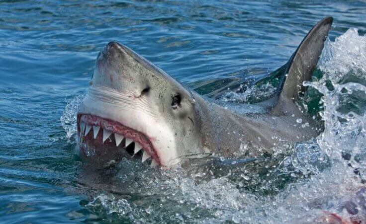 Great white shark coming out of the water with teeth bared