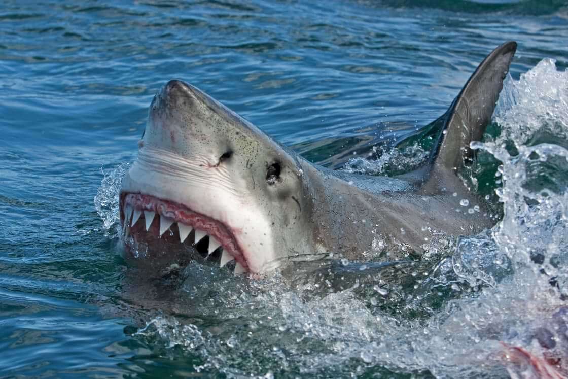 Great white shark coming out of the water with teeth bared