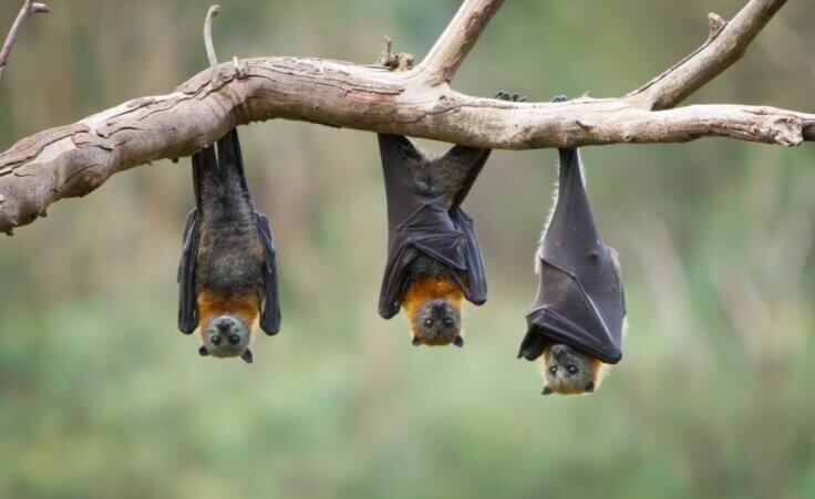 Three bats hang upside down from a tree branch
