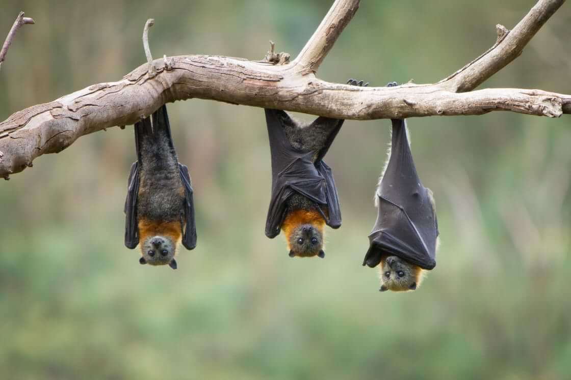 Three bats hang upside down from a tree branch