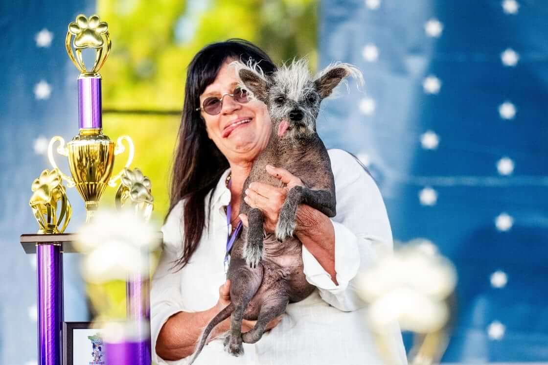 Scooter, a 7-year-old Chinese crested, is held by owner Linda Elmquist after winning top spot in the World's Ugliest Dog Contest at the Sonoma-Marin Fair in Petaluma, Calif., Friday, June 23, 2023. (AP Photo/Noah Berger)