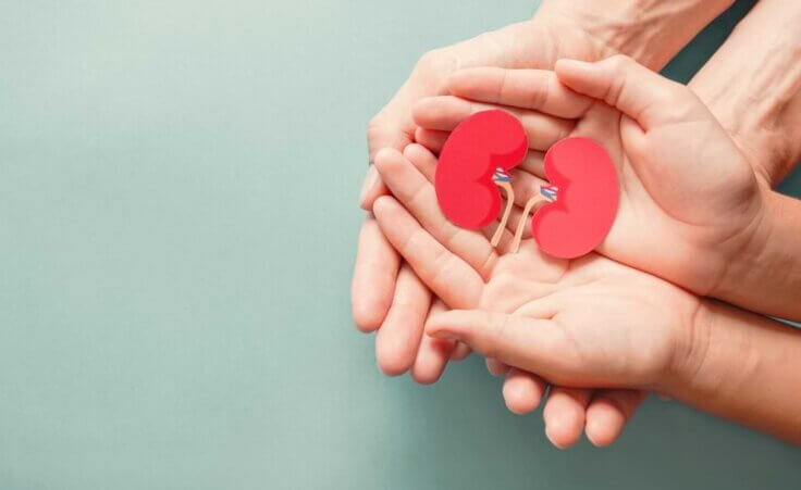Two open hands support two other open hands holding a red paper cutout of two kidneys, signifying donating a kidney. © By SewcreamStudio/stock.adobe.com
