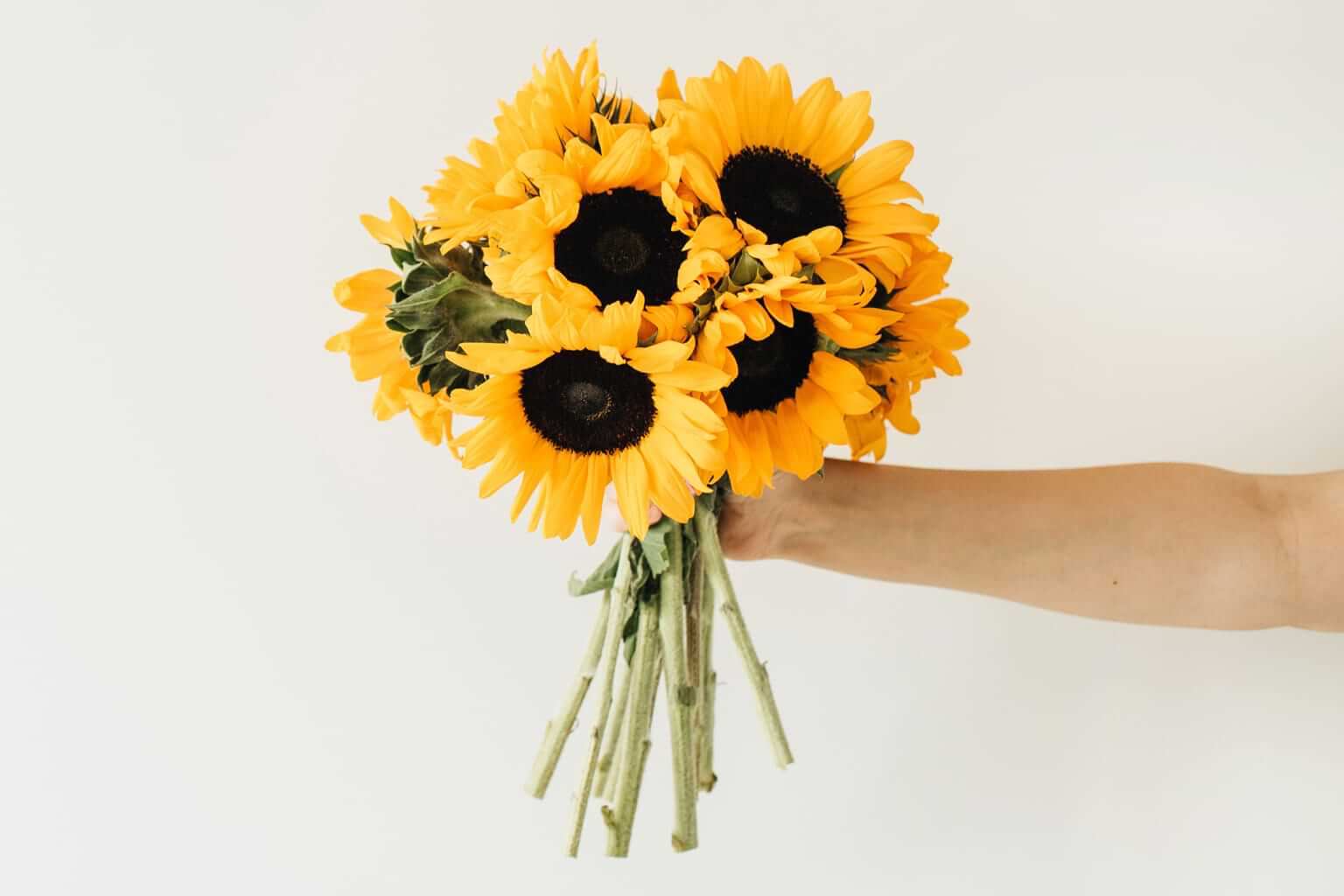 An outstretched arm holds a bouquet of sunflowers against an off-white background. By Floral Deco/stock.adobe.com.