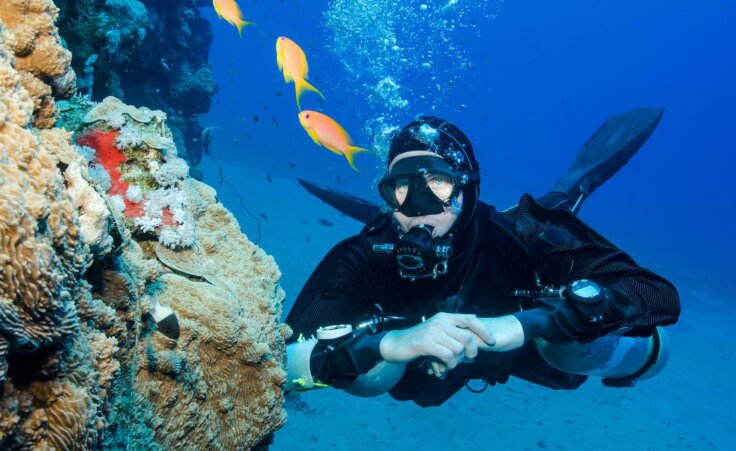 STOCK PHOTO: A scuba diver looks at goldfish underwater. By JonMilnes/stock.adobe.com. A man has said that a fish is his closest friend, an illustration of the increasing loneliness of our day.