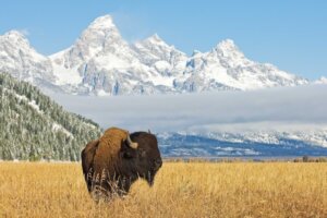 A lone bison stands in a field in front of the Grand Teton mountains in Wyoming. By moosehenderson/stock.adobe.com. Some people wonder, "Is Wyoming a state?"