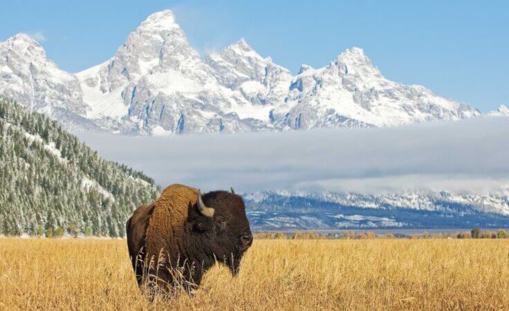 A lone bison stands in a field in front of the Grand Teton mountains in Wyoming. By moosehenderson/stock.adobe.com. Some people wonder, "Is Wyoming a state?"