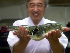 Restaurant owner Tsutomu Shinoda, shows off a fugu or pufferfish at his restaurant in the center of Shimonoseki, a port town 830 kilometers (515 miles) southwest of Tokyo, Nov. 16, 2000. The pufferfish's ovaries, liver and intestines contain tetrodotoxin, a poison so potent the U.S. Food and Drug Administration says it can "produce rapid and violent death." (AP Photo/Itsuo Inouye)