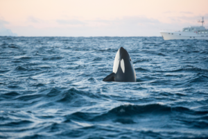 An orca, or "killer whale", spy-hopping in the arctic near ship. By Petr/stock.adobe.com.