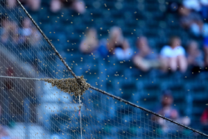 A swarm of bees gather on the net behind home plate delaying the start of a baseball game between the Los Angeles Dodgers and the Arizona Diamondbacks, Tuesday, April 30, 2024, in Phoenix. (AP Photo/Matt York)