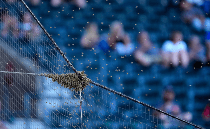 A swarm of bees gather on the net behind home plate delaying the start of a baseball game between the Los Angeles Dodgers and the Arizona Diamondbacks, Tuesday, April 30, 2024, in Phoenix. (AP Photo/Matt York)