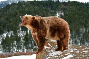Grizzly bear in the mountains. By seread/stock.adobe.com. Woman survived a grizzly bear attack; meaning in life