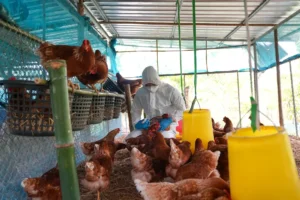 Veterinarians vaccinate against diseases in poultry such as H5N1, H5N6 Avian Influenza which causes severe symptoms and rapid death of infected poultry. By PordeeStudio/stock.adobe.com