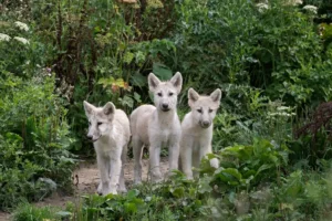 White wolf puppies. By fotografie4you.eu/stock.adobe.com