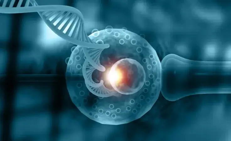 In vitro fertilization with DNA strand as a 3D illustration. By Rasi/stock.adobe.com. Three-parent embryo