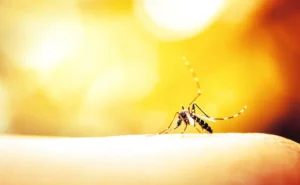 Mosquito. By auimeesri/stock.adobe.com