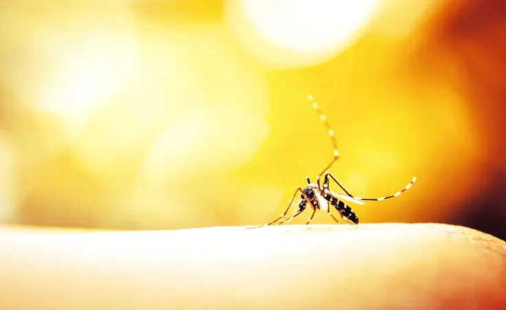 Mosquito. By auimeesri/stock.adobe.com