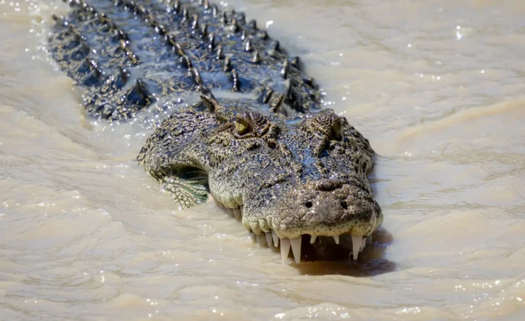 Australian saltwater crocodile in the water hunting fish with mouth open. By Luke/stock.adobe.com.