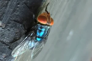 An adult New World screwworm fly sits at rest in this undated photo. (Denise Bonilla/U.S. Department of Agriculture via AP)