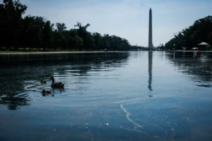 A family of ducks swims through the green-tinted water and algae in the Lincoln Memorial Reflecting Pool on June 22, 2026, in Washington, D.C. The National Park Service is working to control and remove an algae bloom that has turned the pool green following the Trump Administration's recent $16 million repair, resealing, and painting project. (Photo by Samuel Corum/Sipa USA)(Sipa via AP Images)