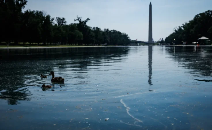 A family of ducks swims through the green-tinted water and algae in the Lincoln Memorial Reflecting Pool on June 22, 2026, in Washington, D.C. The National Park Service is working to control and remove an algae bloom that has turned the pool green following the Trump Administration's recent $16 million repair, resealing, and painting project. (Photo by Samuel Corum/Sipa USA)(Sipa via AP Images)