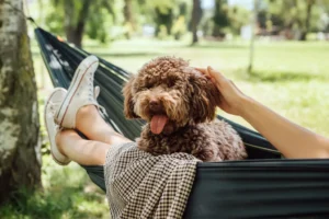 dog days of summer