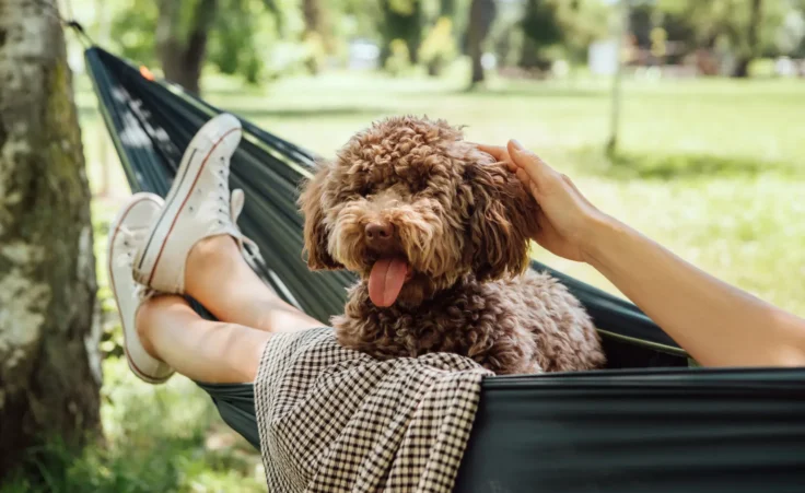 dog days of summer
